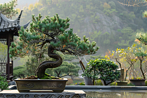 黑松盆景中式日式摄影图