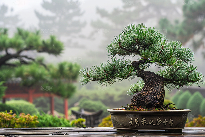 黑松盆景松树优雅摄影图