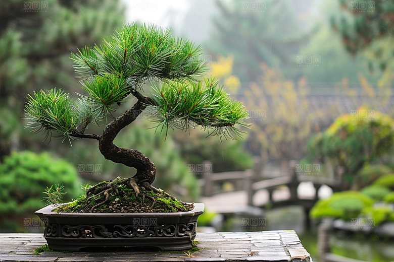 黑松盆景装饰中式摄影图