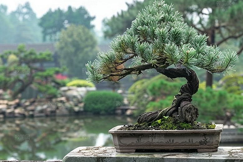 黑松盆景雅致自然摄影图