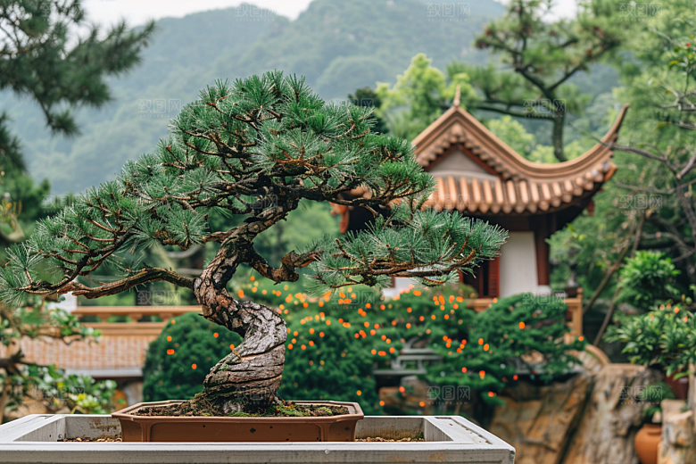 黑松盆景高清庭院摄影图