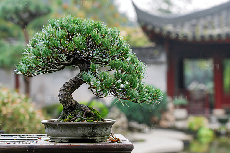 黑松盆景文化庭院摄影图