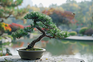 黑松盆景植物雅致摄影图