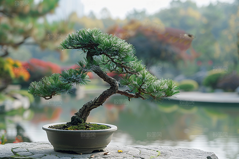 黑松盆景植物雅致摄影图