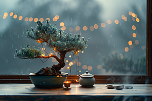 黑松盆景高清自然摄影图