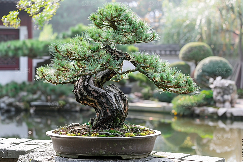 黑松盆景自然优雅摄影图