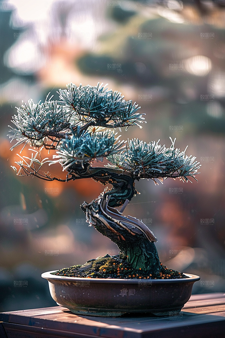 黑松盆景植物高清摄影图