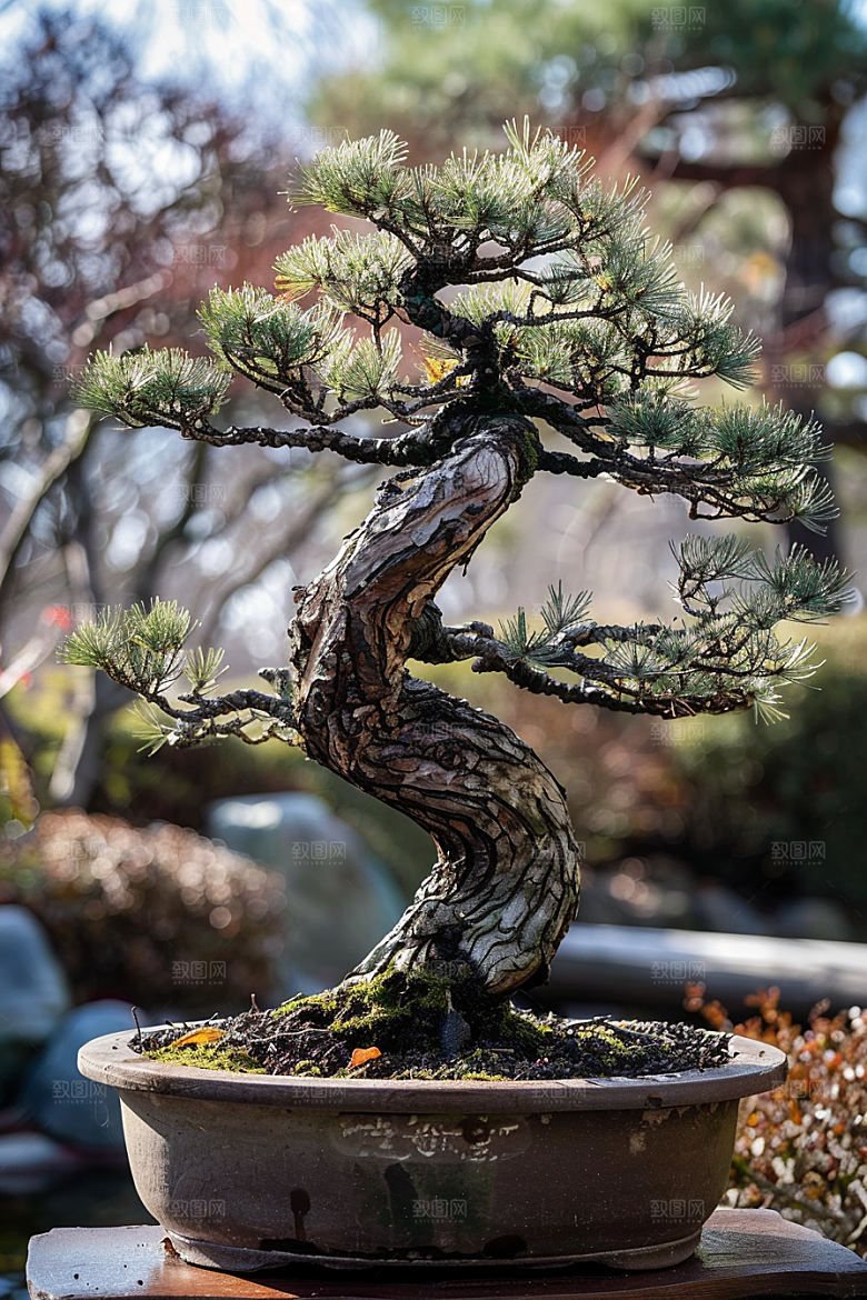 黑松盆景装饰雅致摄影图