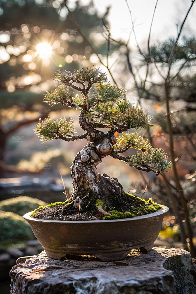 黑松盆景庭院文化摄影图