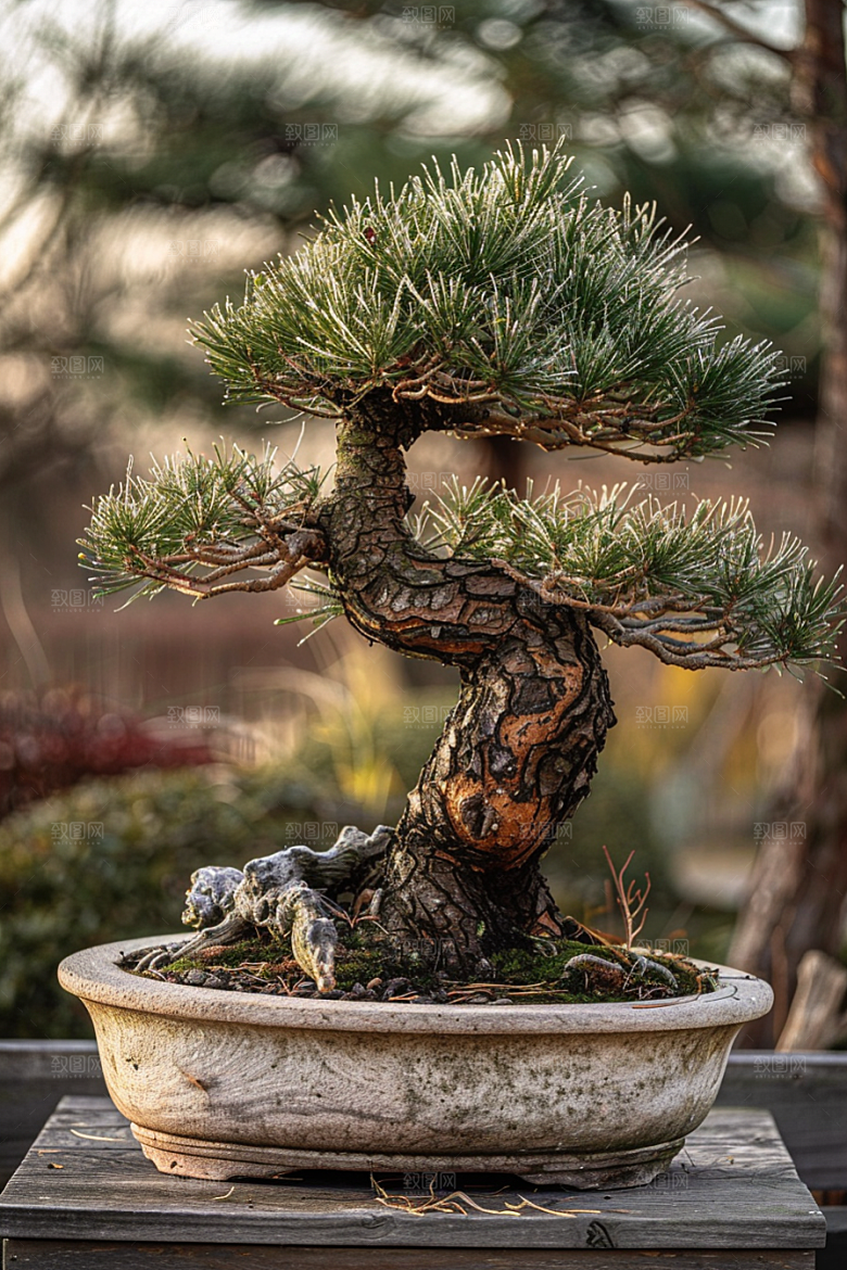 黑松盆景日式植物摄影图
