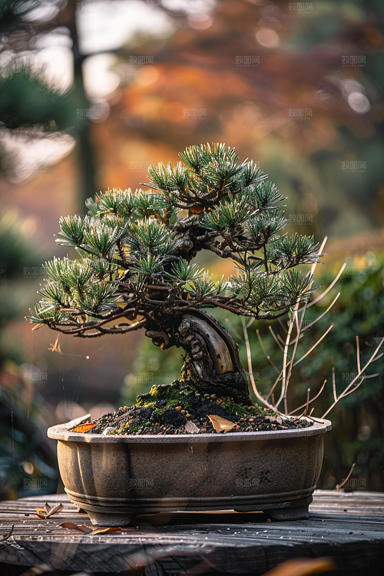 黑松盆景文化中国风摄影图