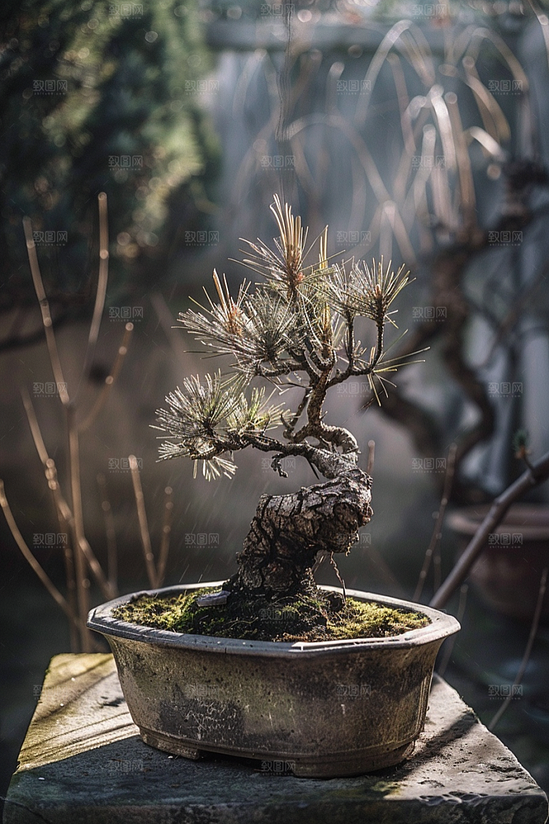 黑松盆景中式日式摄影图