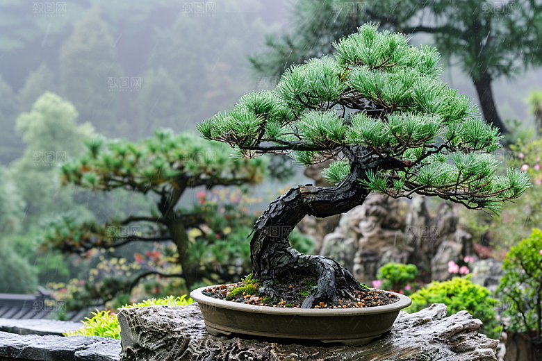 黑松盆景高雅自然摄影图