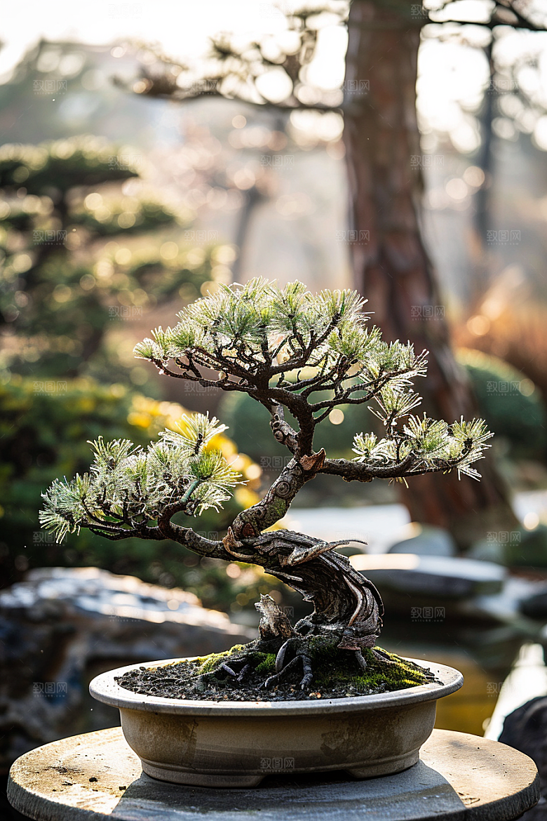 黑松盆景植物优雅摄影图