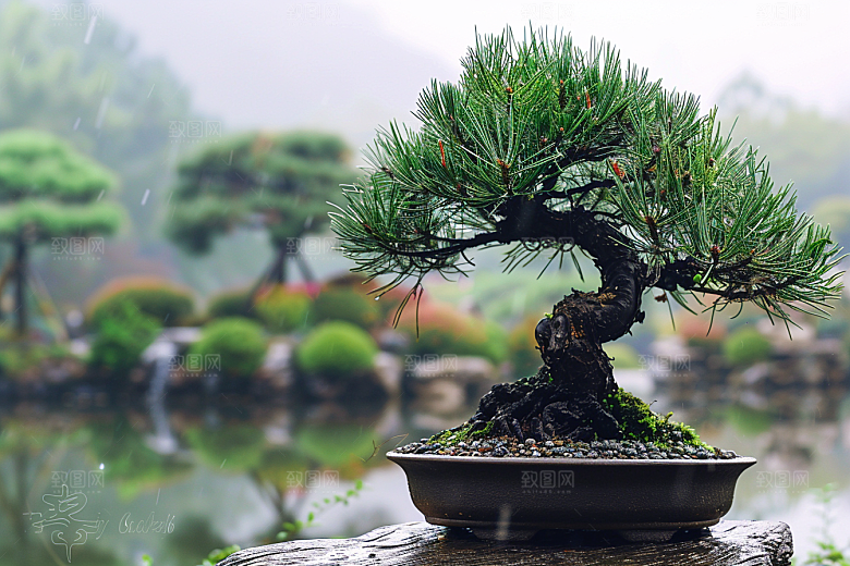 黑松盆景日式雅致摄影图