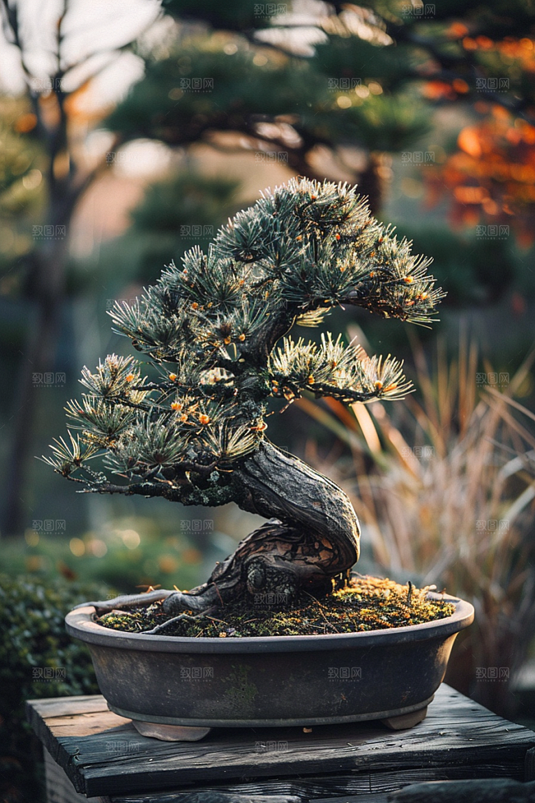 黑松盆景中国风日式摄影图
