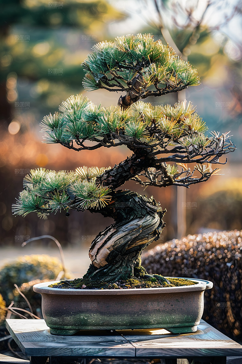 黑松盆景优雅中式摄影图