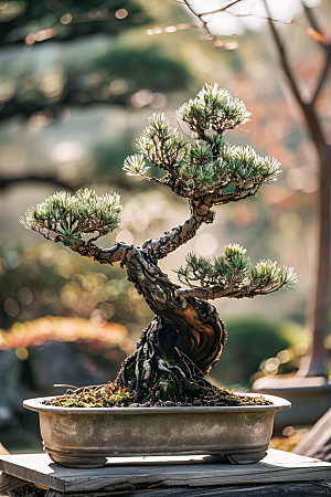 黑松盆景植物庭院摄影图