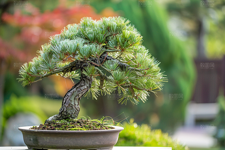 黑松盆景文化松树摄影图