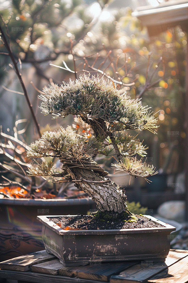 黑松盆景植物优雅摄影图