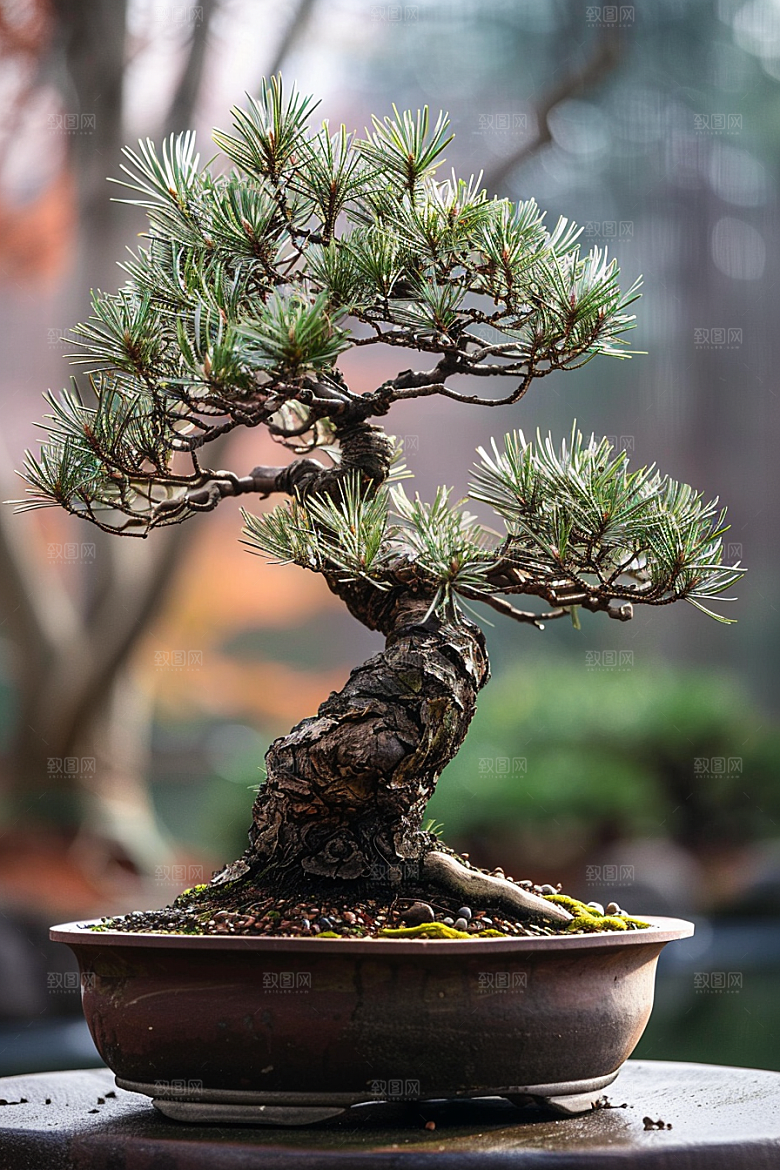 黑松盆景中国风优雅摄影图
