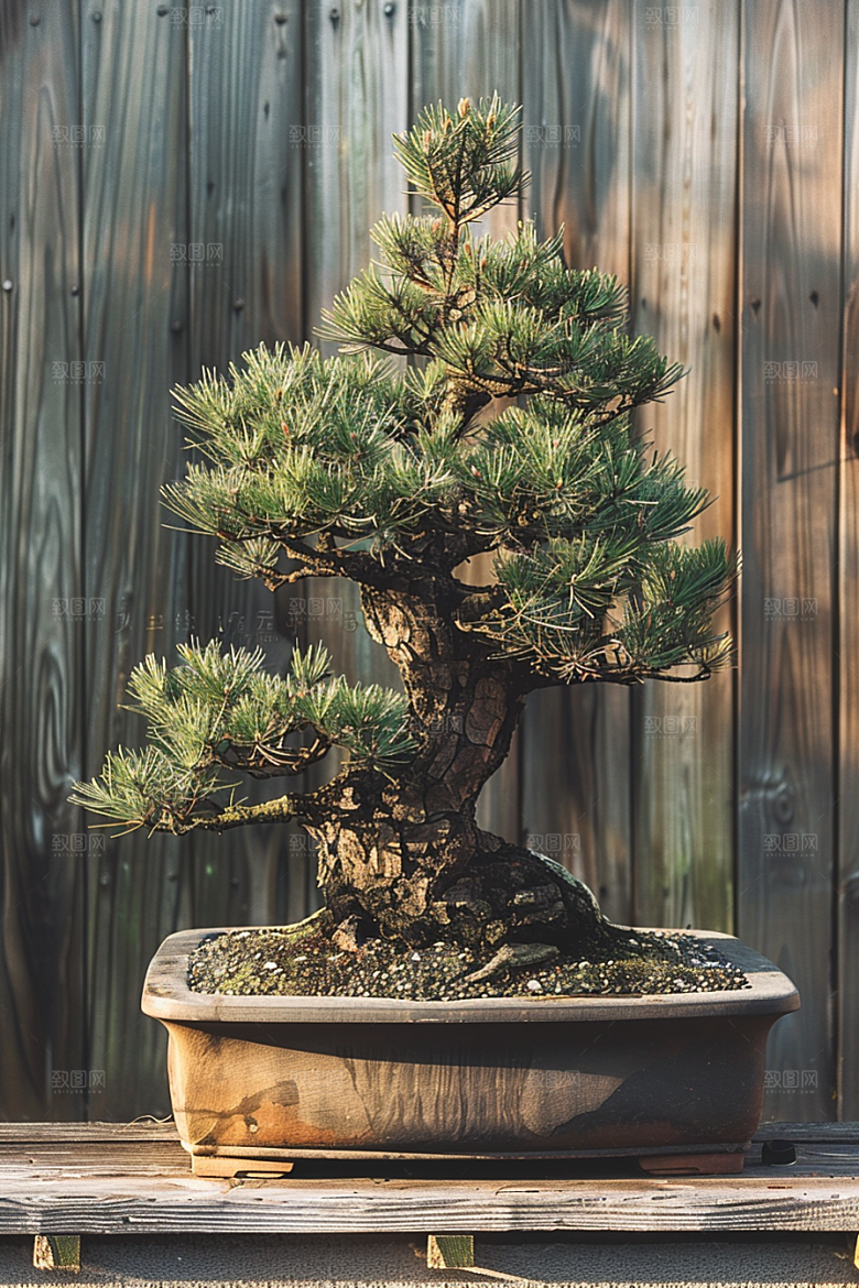 黑松盆景植物庭院摄影图