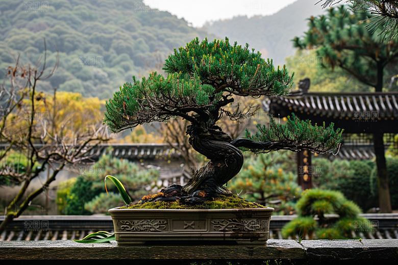 黑松盆景松树自然摄影图