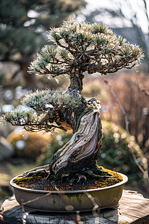 黑松盆景中式装饰摄影图