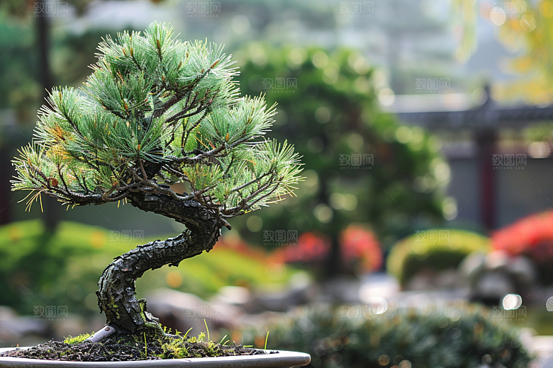 黑松盆景日式优雅摄影图