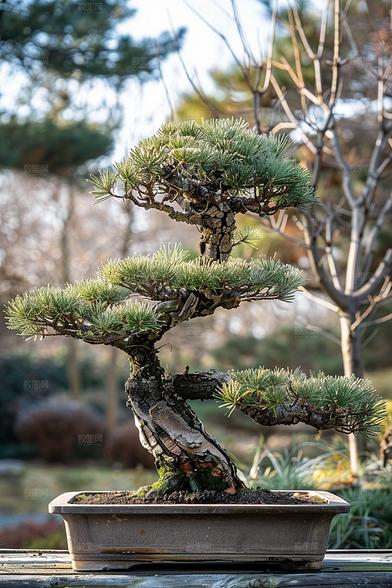 黑松盆景植物中式摄影图