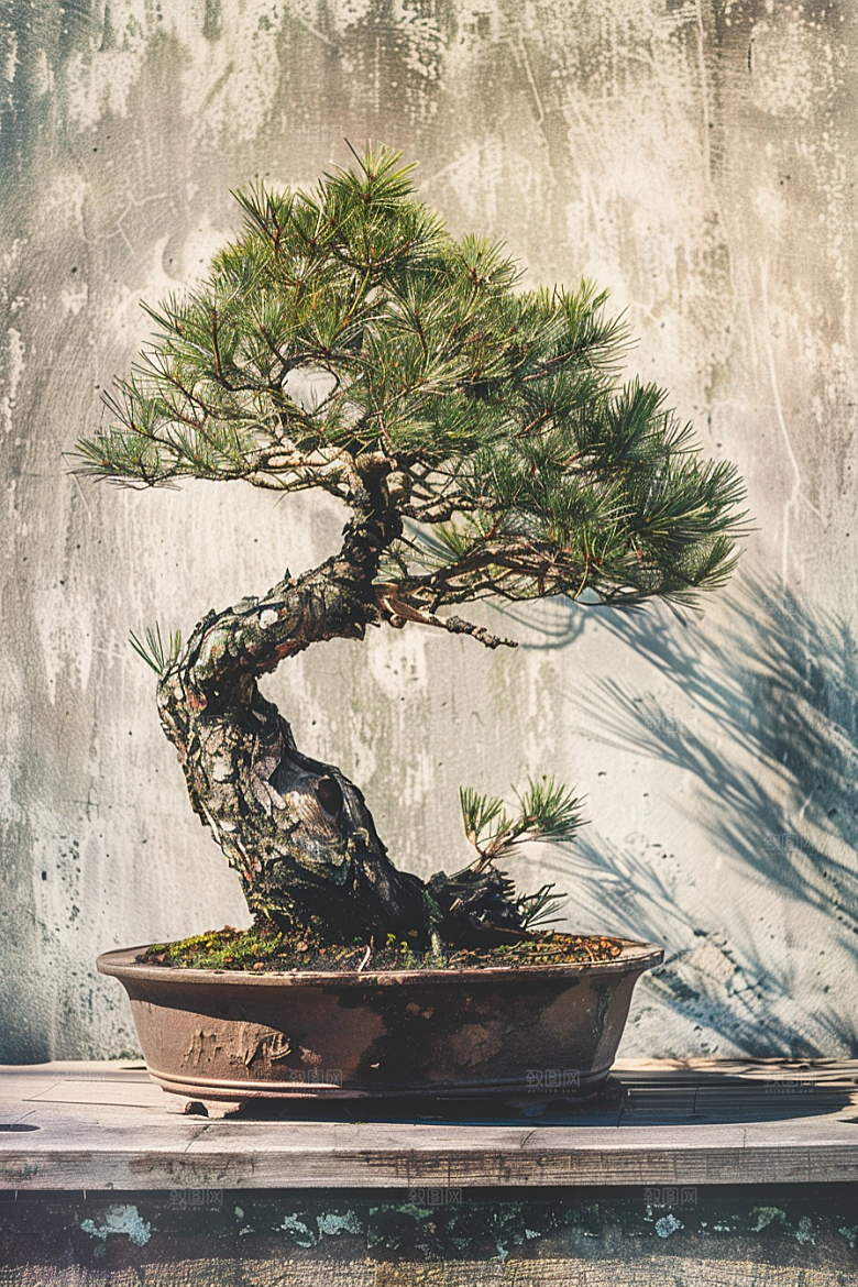 黑松盆景植物高清摄影图