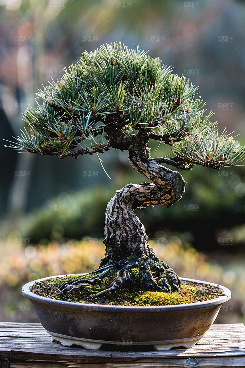 黑松盆景松树自然摄影图