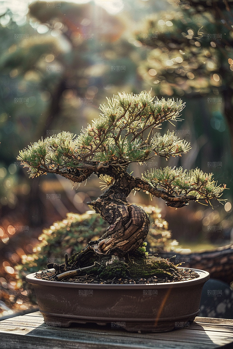黑松盆景高雅植物摄影图
