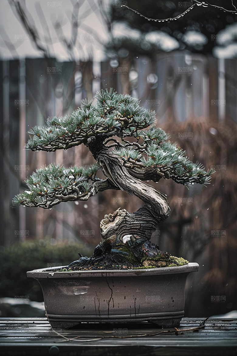 黑松盆景装饰优雅摄影图