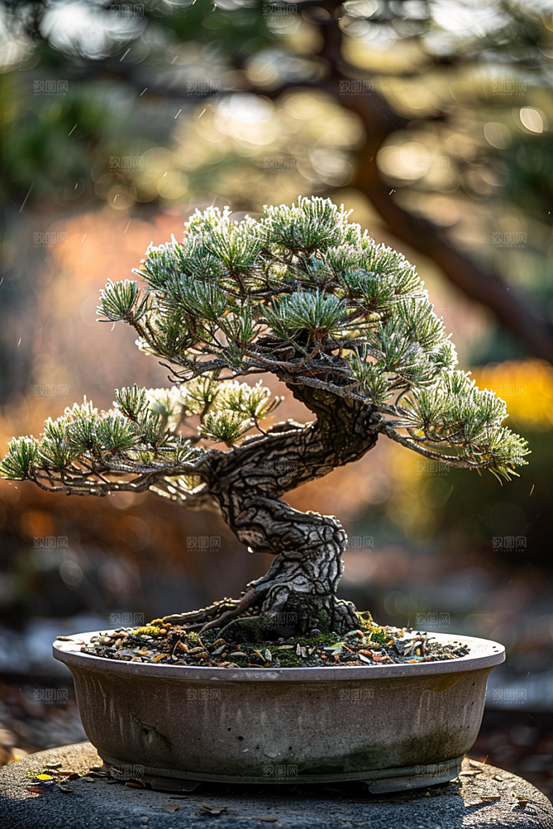 黑松盆景优雅自然摄影图