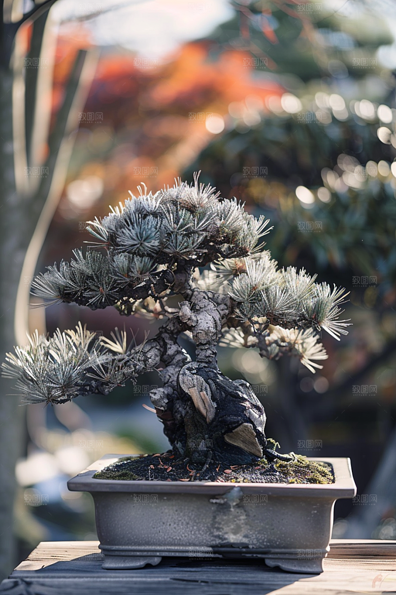 黑松盆景高雅植物摄影图