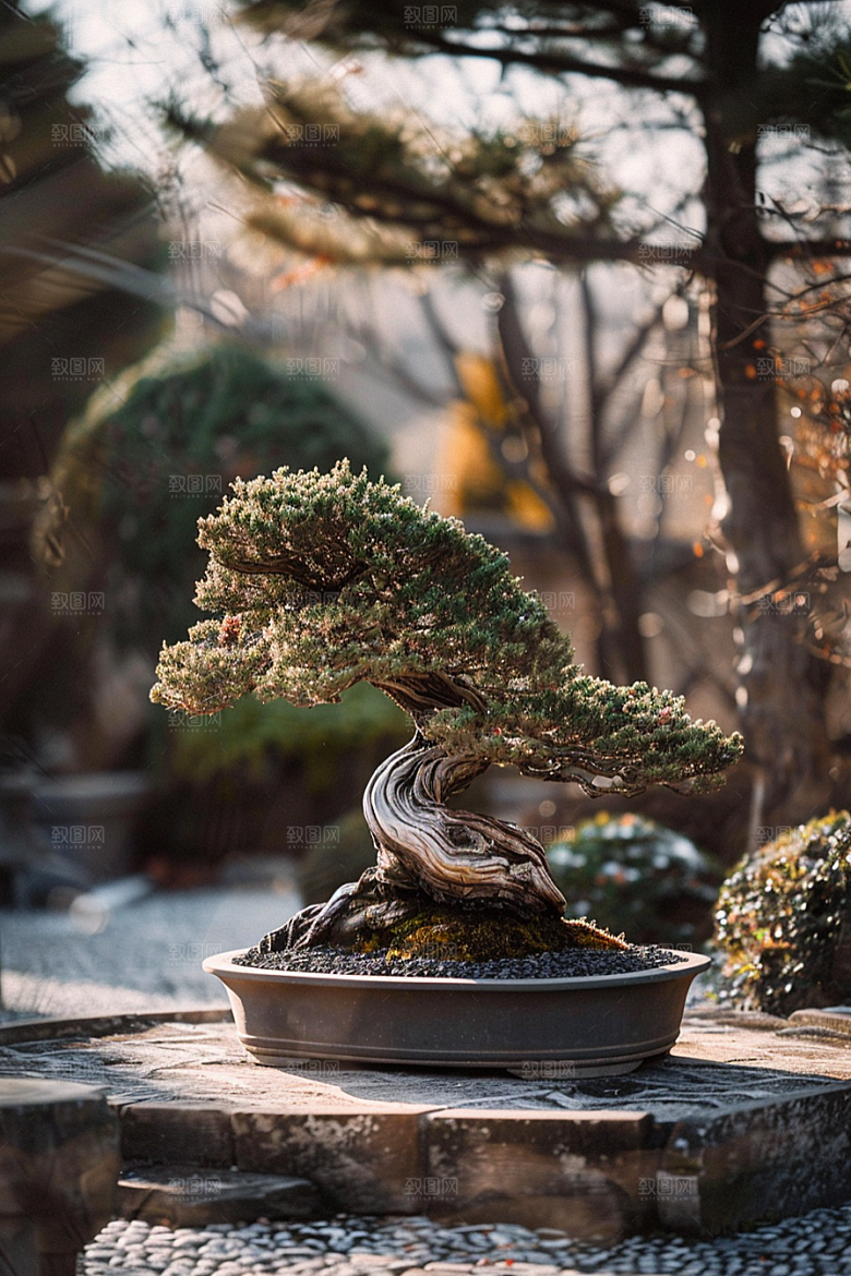 黑松盆景自然植物摄影图