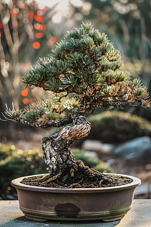 黑松盆景高清优雅摄影图