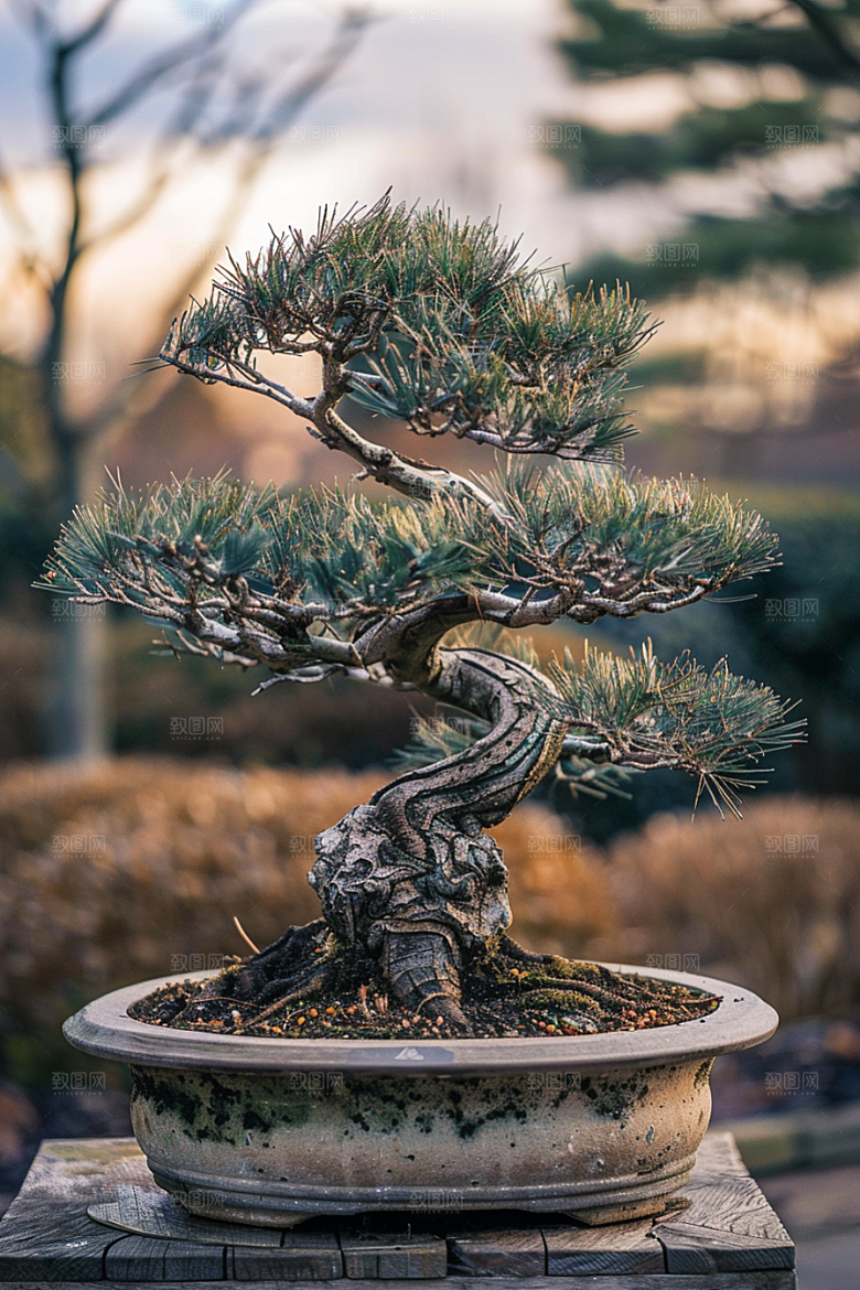 黑松盆景文化日式摄影图