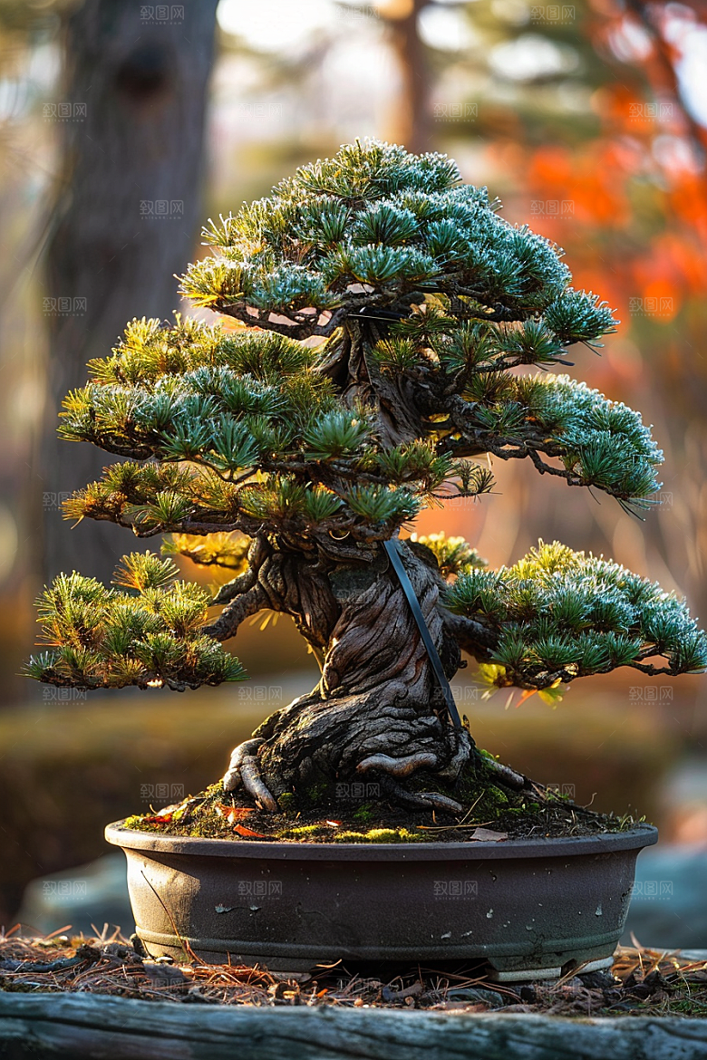 黑松盆景植物文化摄影图