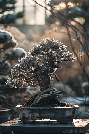 黑松盆景庭院植物摄影图