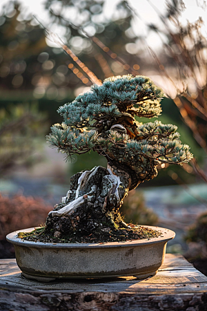黑松盆景植物高雅摄影图