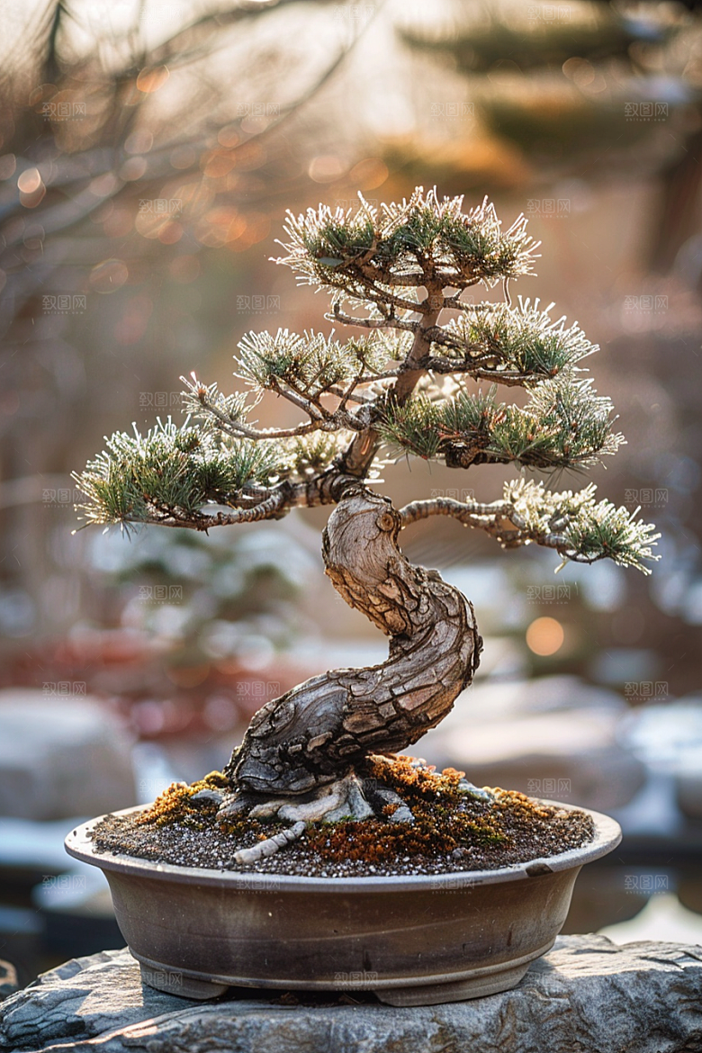黑松盆景庭院高雅摄影图