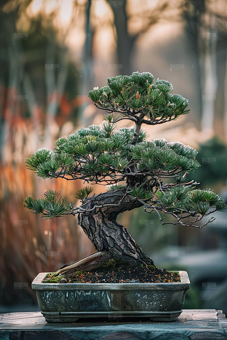 黑松盆景装饰雅致摄影图