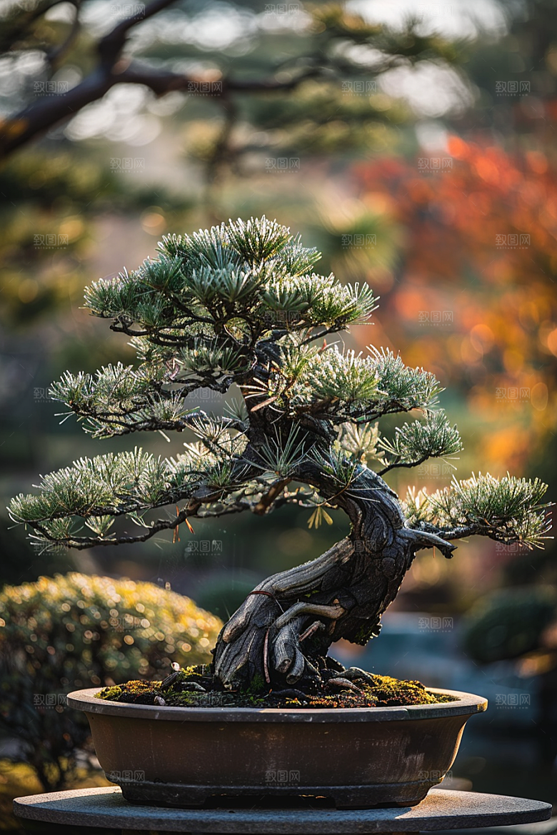 黑松盆景装饰优雅摄影图