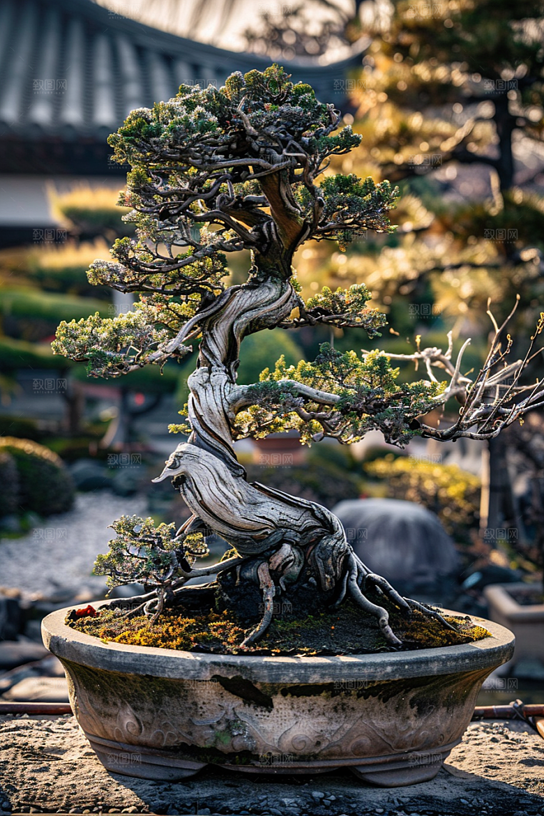 黑松盆景高清雅致摄影图