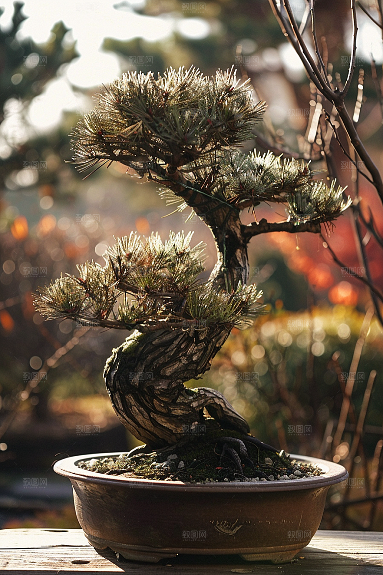 黑松盆景优雅植物摄影图