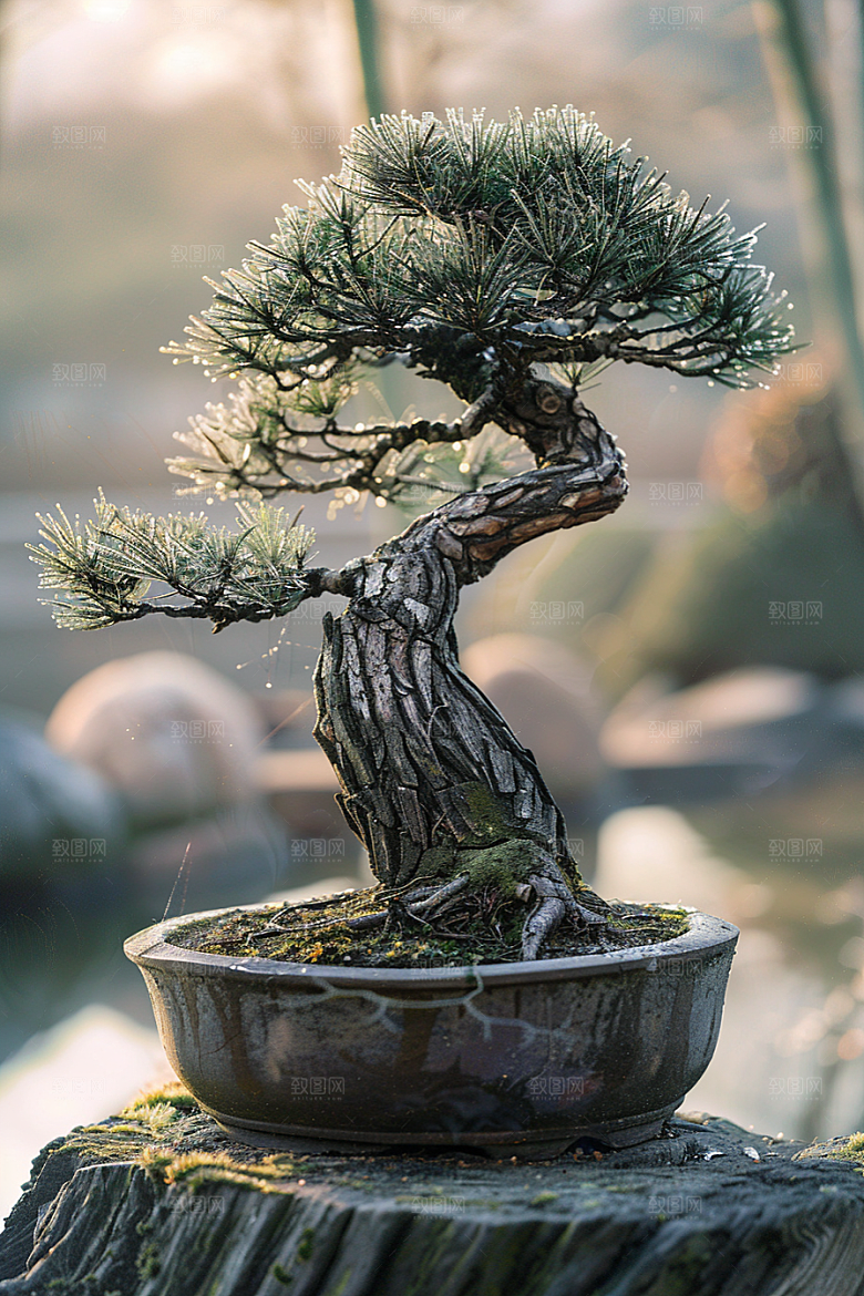 黑松盆景自然植物摄影图