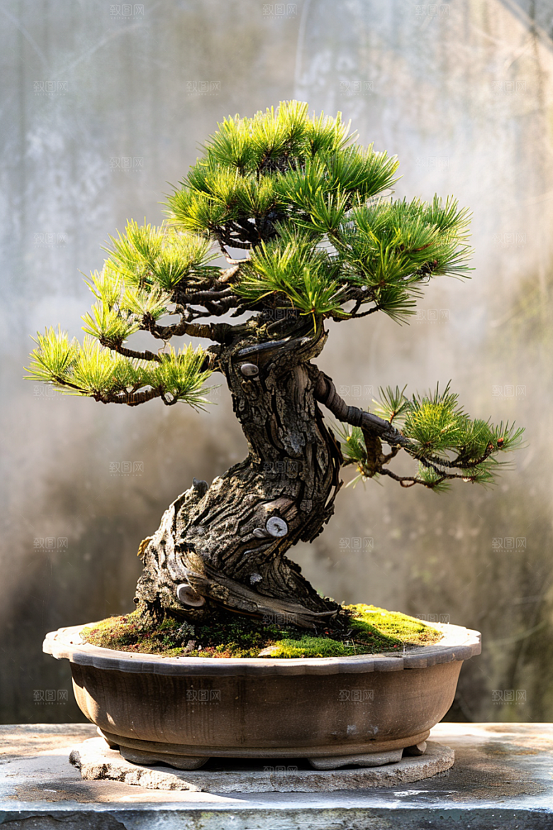 黑松盆景文化植物摄影图