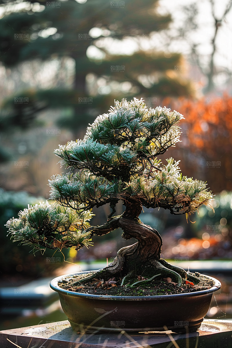 黑松盆景植物中国风摄影图